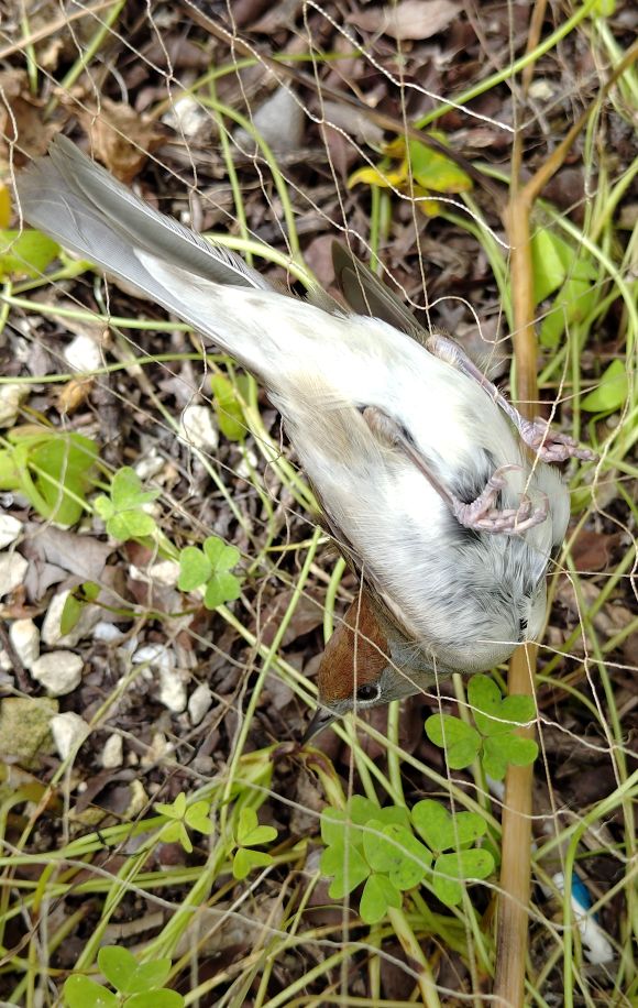 Mönchsgrasmücken-Weibchen in illegalem Fangnetz
© Komitee gegen den Vogelmord